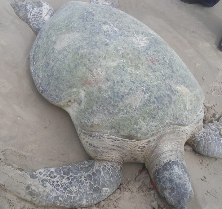 Tartaruga marinha é encontrada morta em praia no Jaraguá