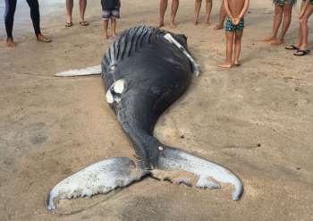 Instituto Biota resgata tartaruga ferida e recolhe filhote de baleia