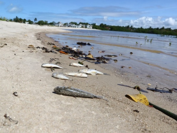 Mortandade de peixes na Barra de Santo Antônio preocupa pescadores