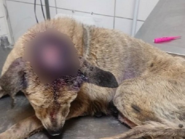 Cachorro com ferimentos graves é encontrado amarrado a poste em Maceió