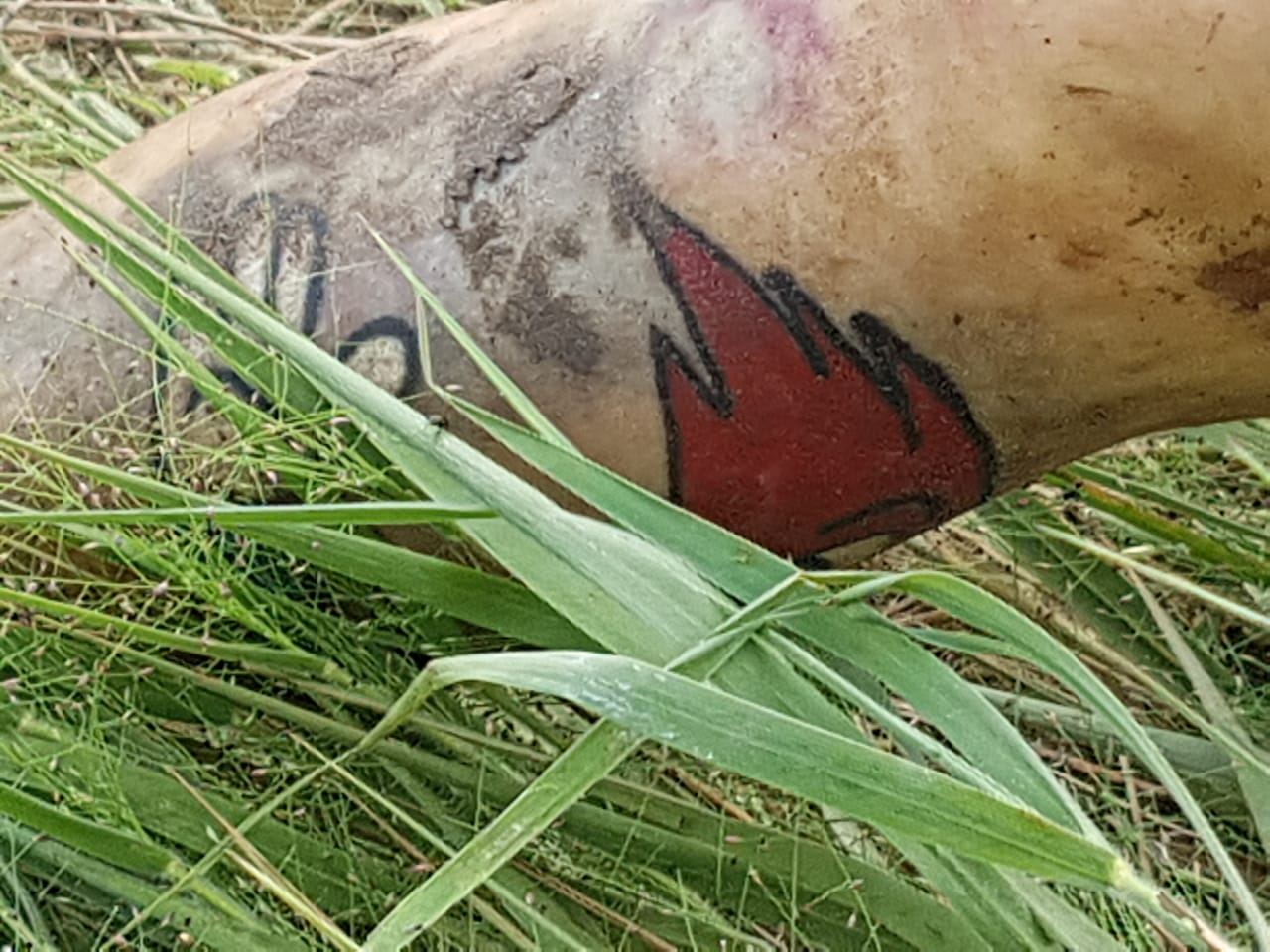 Corpo de jovem, conhecido como “Corisco”, é encontrado em mata no Benedito Bentes