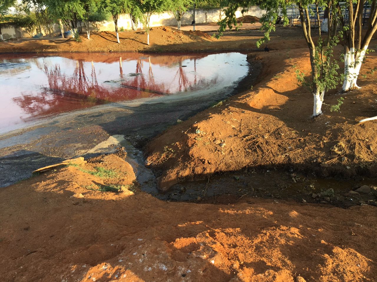 Palmeira dos Índios: Defensoria Pública pede interdição do Matadouro Municipal