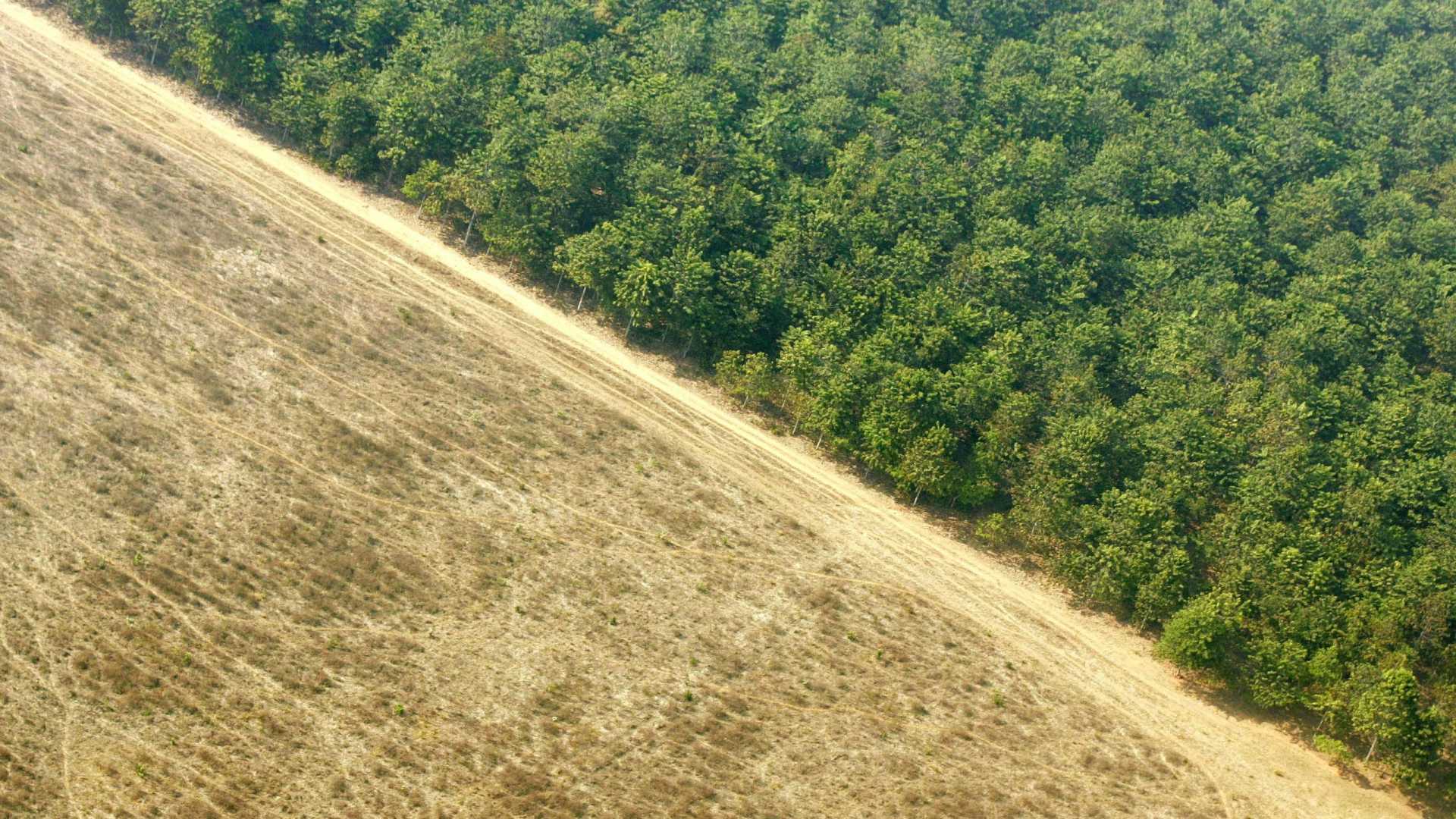 Brasil é líder em mortes de ambientalistas, diz ONG