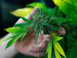 Erro de português faz polícia apreender 3,9 toneladas de maconha