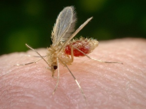 Palmeira dos Índios entra em estado de alerta para deter avanço da leishmaniose