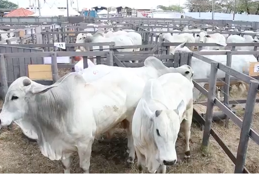 68ª Edição da Expoagro tem início nesta sexta (19)