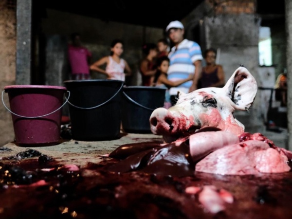 FPI interdita matadouro clandestino em Santana do Ipanema