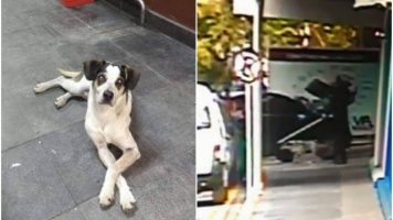 Delegada diz que vídeo da morte de cachorro em SP não deixa dúvidas sobre crime