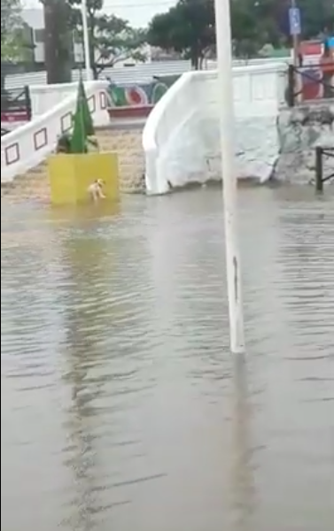 [Vídeo] Chuva forte causa alagamentos em ruas de Palmeira dos Índios