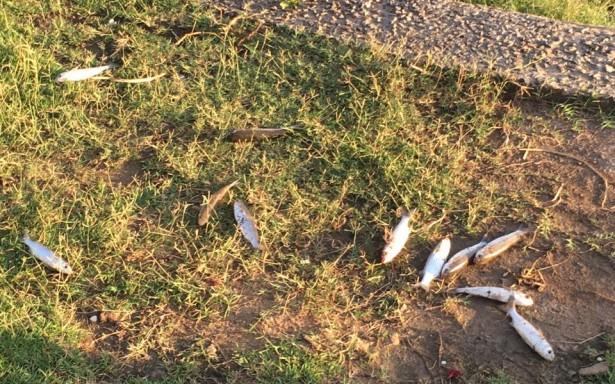 Peixes amanhecem mortos na Lagoa da Anta, na Jatiúca