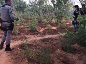 Força-tarefa apreende mais de dois mil pés de maconha em Mata Grande