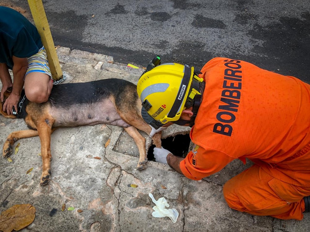 Bombeiros resgatam cadela presa em caixa de gordura no Sertão de Alagoas