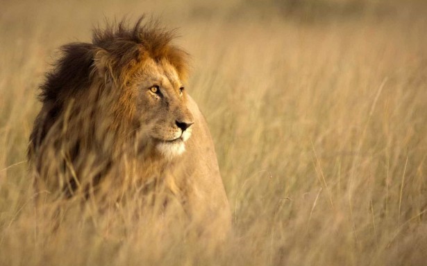 Contribuinte pode aproveitar feriado para declarar IR