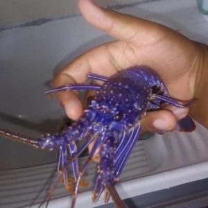 Pescadores acham lagosta azul rara em Alagoas e surpreendem até especialistas