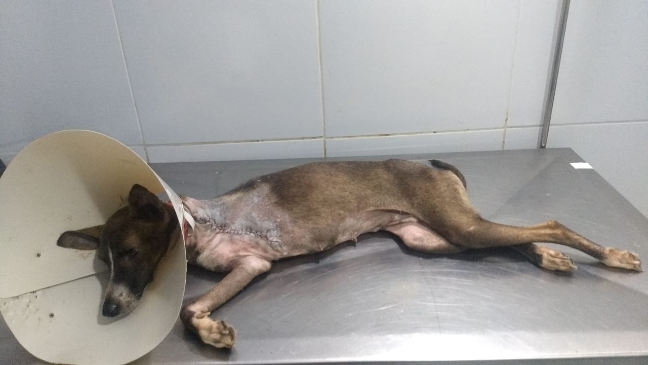 Cadelinha baleada em Palmeira dos Índios tem pata amputada