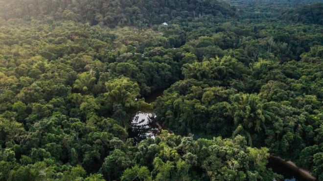 Como a tecnologia está trazendo florestas de volta à vida