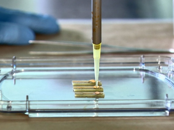 Pesquisadores criam sensor para detectar vírus da zika na urina