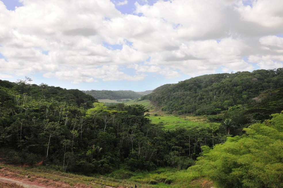 Alagoas foi o 2º estado que menos desmatou Mata Atlântica em 2018, aponta levantamento