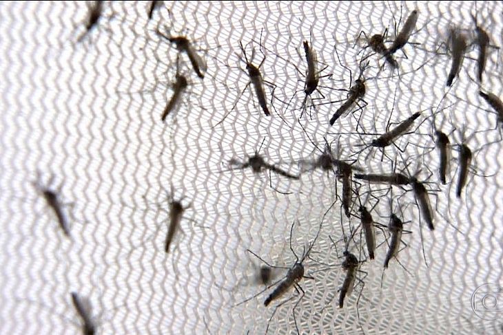 Hospital Regional registra aumento de 200% em casos de Zika e Chikungunya