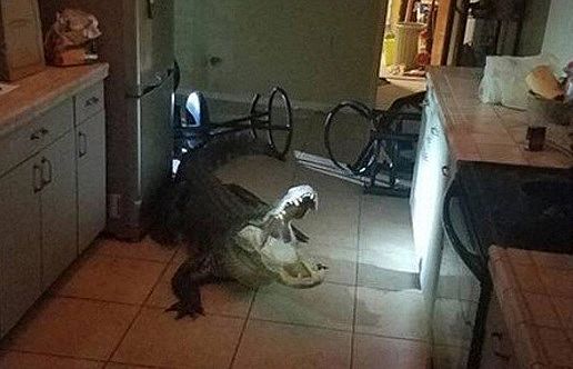 Idosa encontra jacaré com mais de 3 metros dentro de cozinha; veja vídeo