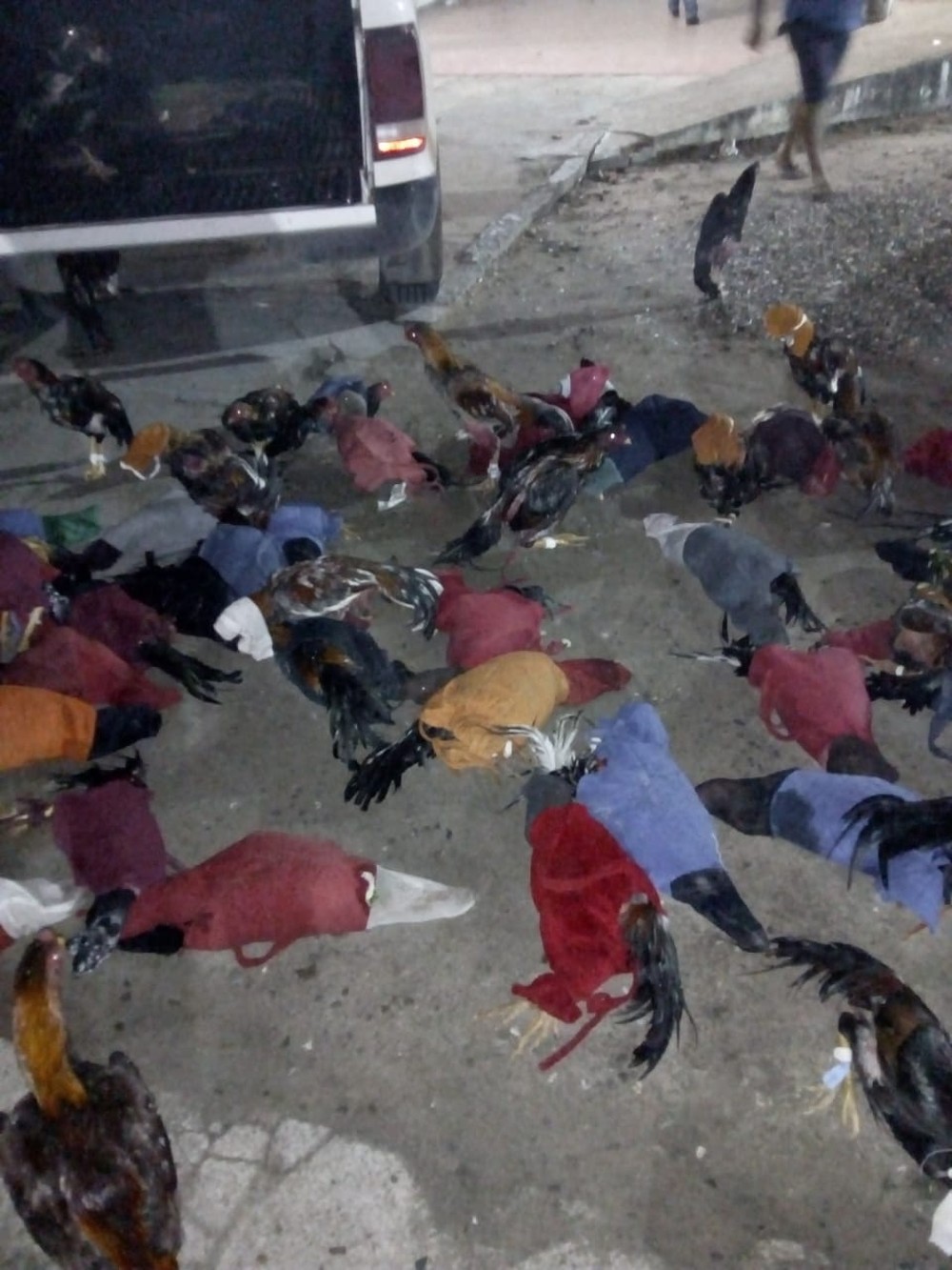 Polícia fecha rinha de galo e resgata dezenas de aves em Limoeiro de Anadia, AL