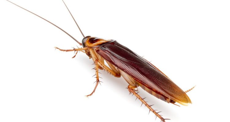 Baratas estão evoluindo e podem se tornar quase impossíveis de matar