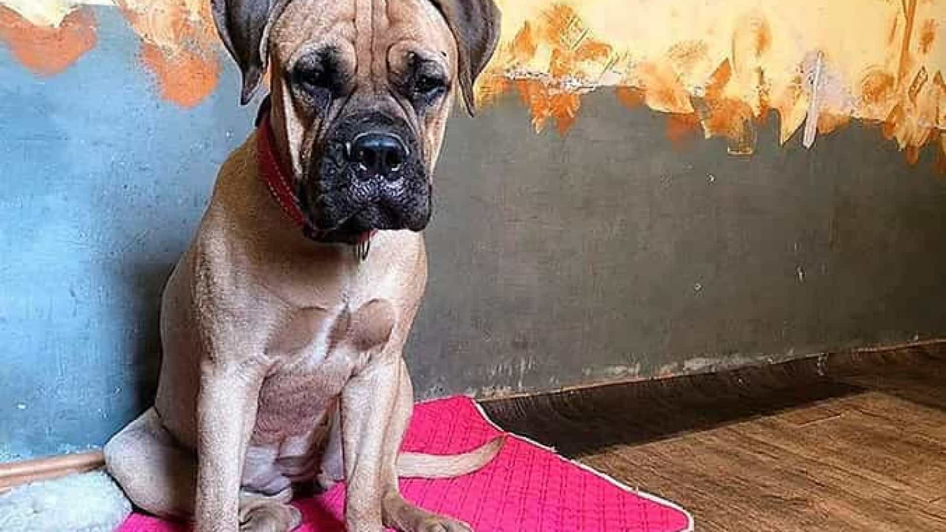 Cadela percorre 200 km à procura dos donos que a deixaram no canil