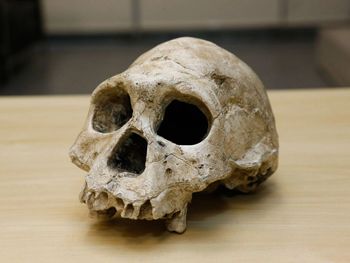 Descoberta de brasileiros pode mudar história da humanidade