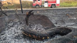 Jiboias são carbonizadas durante incêndio em mata no interior do Ceará
