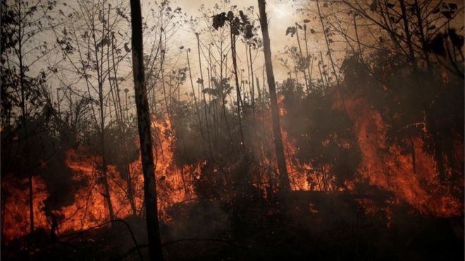 ‘A floresta leva décadas ou centenas de anos pra se recuperar’: O que difere os incêndios na Amazônia e no cerrado