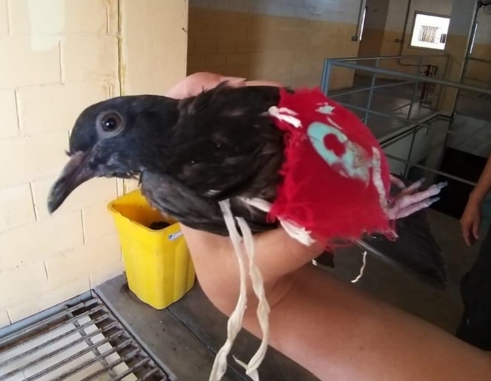 Pombo-correio usado por facção criminosa é capturado em presídio de Maceió