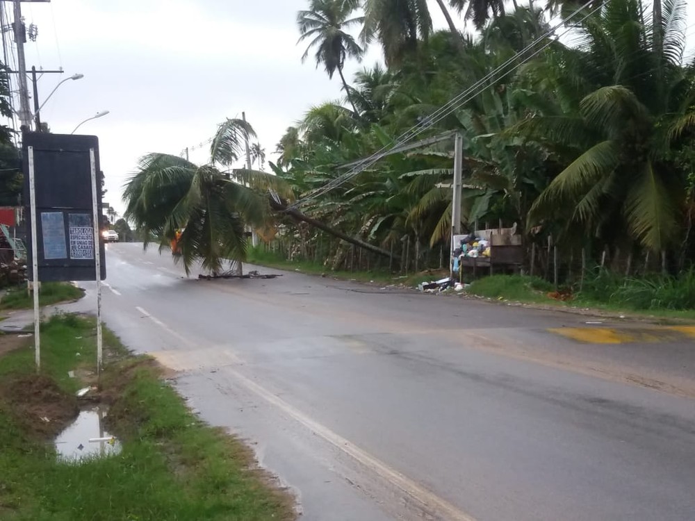 Coqueiro tomba na AL-101 Norte e deixa parte de Ipioca sem energia elétrica