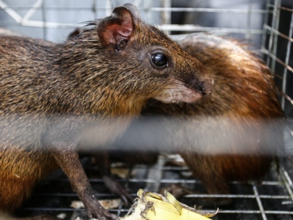 Trinta e oito cutias mantidas em cativeiro nos fundos de hotel são apreendidas
