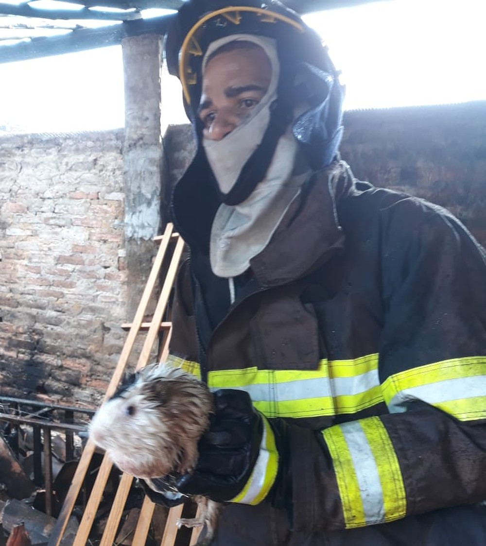 Bombeiros resgatam porquinhos da Índia e cabra em casa atingida por incêndio em Penedo, AL