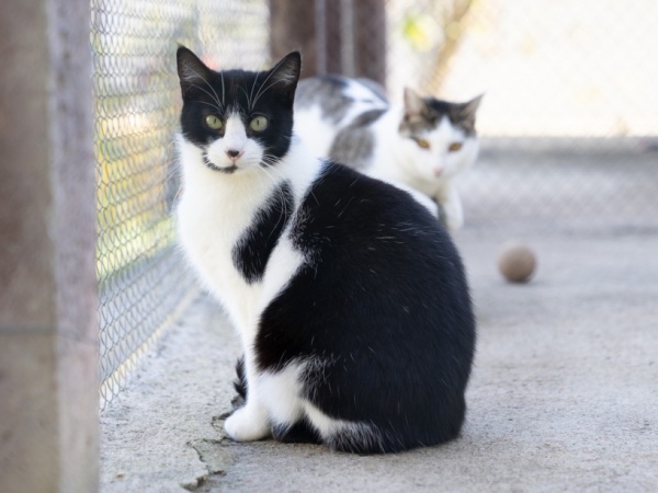 Pesquisa diz que gatos podem superar cães como pets no Brasil em 5 anos