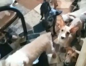 Polícia fecha fábrica clandestina que fazia linguiça com carne de cães e gatos