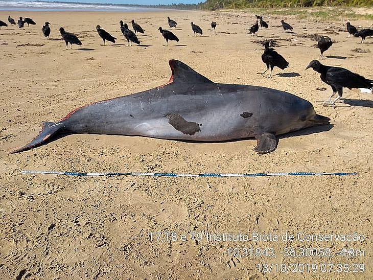 Óleo não foi causa da morte de golfinho encontrado no Litoral Sul de Alagoas