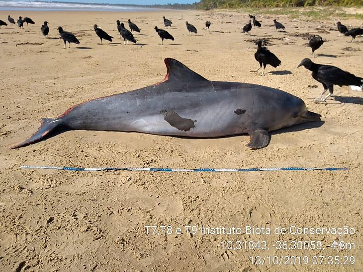 Golfinho oleado é encontrado morto no Litoral Sul da Alagoas