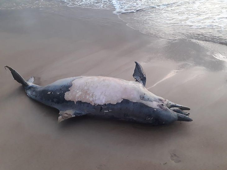 Quatro golfinhos são encontrados mortos em menos de 48h, na Grande Maceió