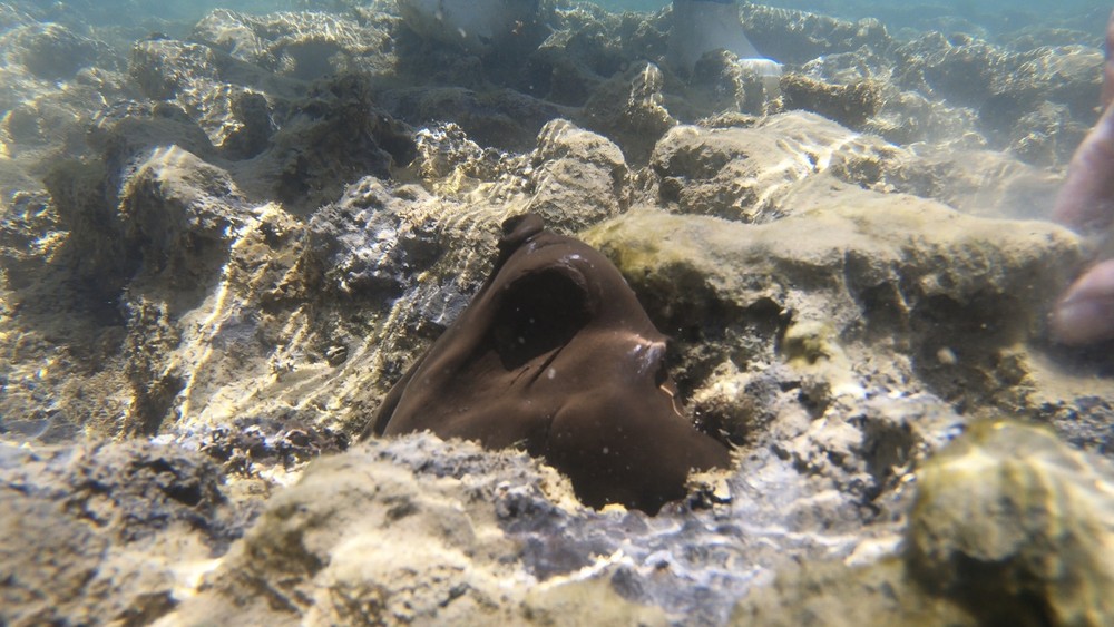 Pesquisadores constatam contaminação de óleo em recifes da Costa dos Corais, em Alagoas