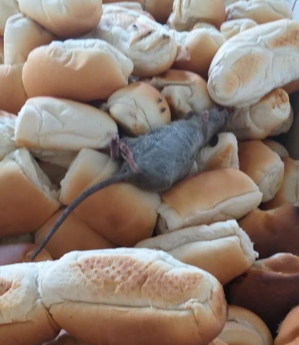 Sindicato denuncia que rato morto foi encontrado em pães do Sistema Prisional de Alagoas