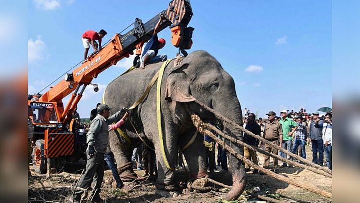 “Bin Laden” é capturado após matar cinco pessoas esmagadas, na Índia