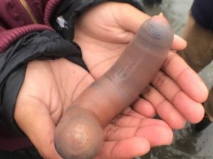 “Peixes-pênis” invadem praia da Califórnia após tempestade