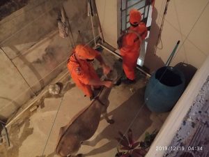 Jumento é resgatado pelo Corpo de Bombeiros após cair de barranco em Palmeira