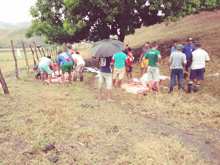 Boi são atingidos por raio e morrem em Santana do Mundaú