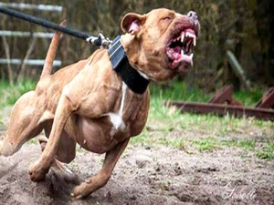 Criança atacada por cão da raça pit bull na Bahia está em estado grave em hospital em Alagoas