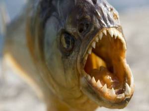 Mordida feroz: Piranhas atacam banhistas para ‘proteger ovos’, diz pesquisador