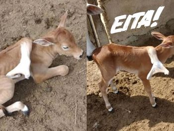 Bezerro nasce com pata nas costas no interior de AL