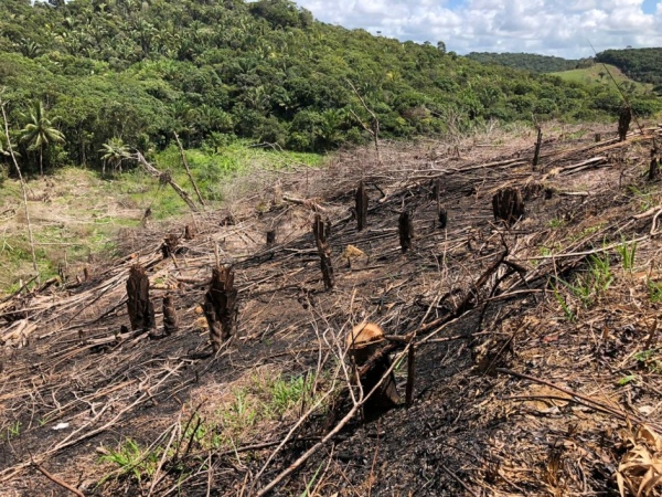 Alagoas zera desmatamento detectável na Mata Atlântica em 2019
