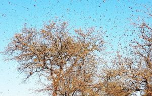 Enxame de gafanhotos do Paraguai ameaça chegar no Brasil